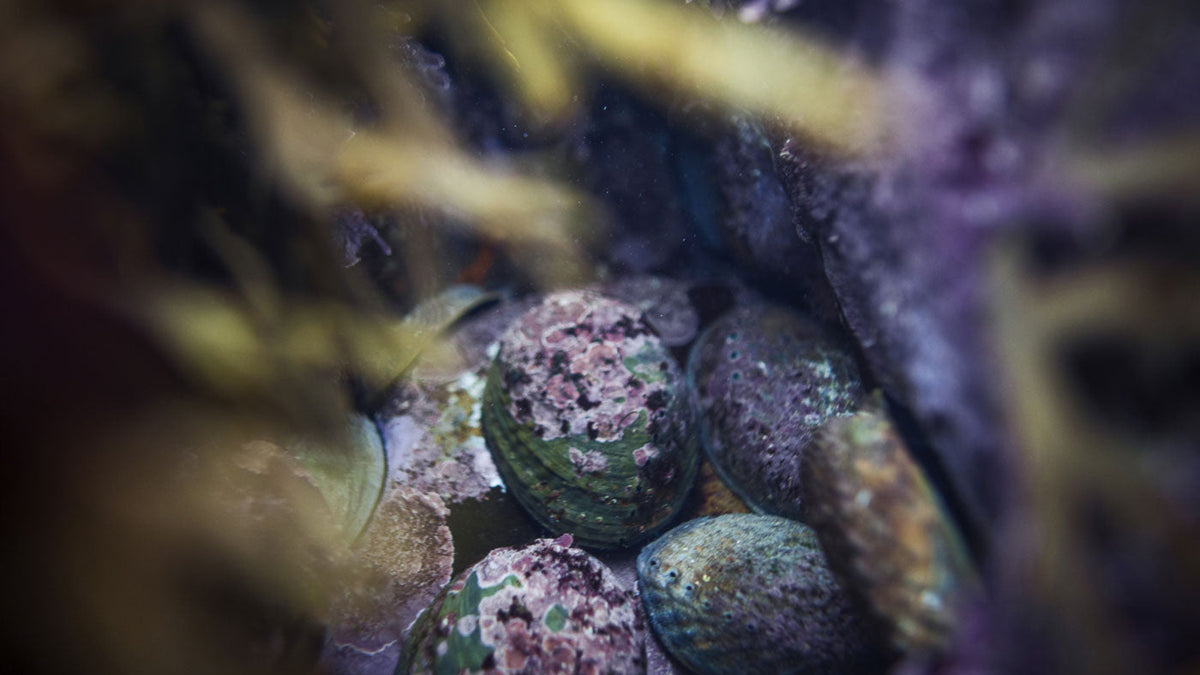 A close-up underwater photograph of green and brown abalone shells nestled among seaweed and coral in a natural marine environment.