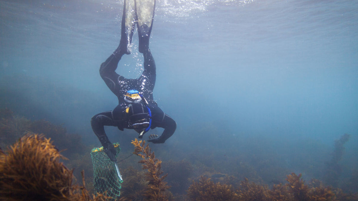 An underwater shot of a person wearing a full black wetsuit and fins, swimming upside down near a coral reef while holding a green net.
