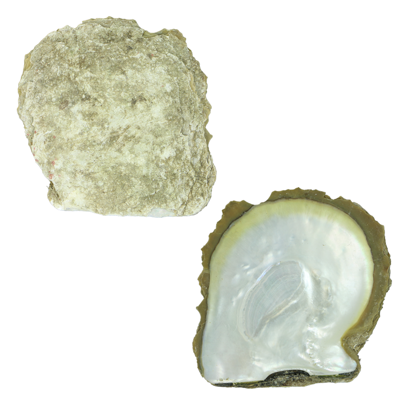EGTC-A - NATURAL SHELL - GOLD WMOP - PETITE - CLEANED - OCEAN SHELL STUDIOS