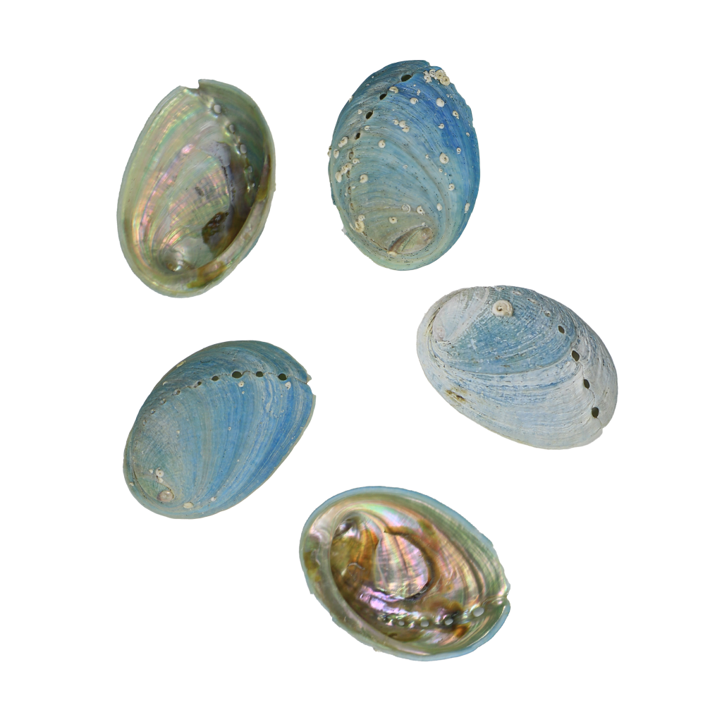 EPJVL - FARMED MINI PAUA - ORGANIC NATURAL - OCEAN SHELL STUDIOS