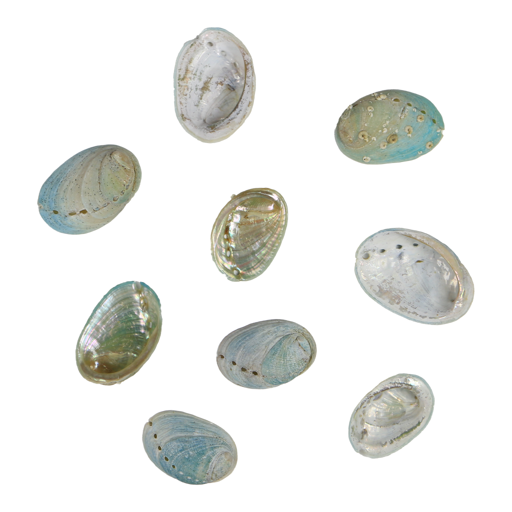 EPJVM - Medium 30-45mm 20 PIECES FARMED MINI PAUA - ORGANIC NATURAL - OCEAN SHELL STUDIOS