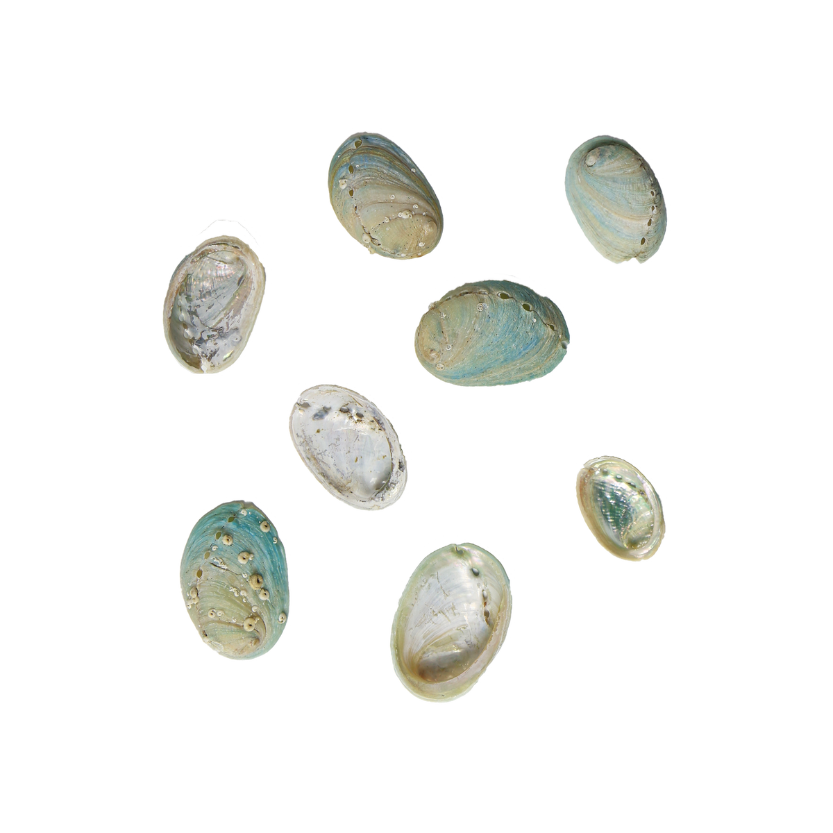 EPJVS - Small 15-30mm 20 PIECES FARMED MINI PAUA - ORGANIC NATURAL - OCEAN SHELL STUDIOS