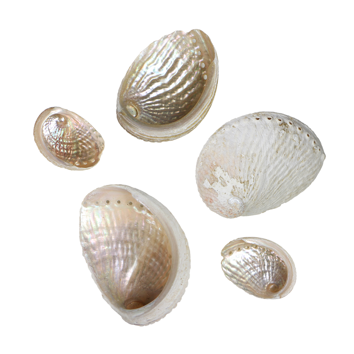 EPQ25K_2 - QUEENIE PAUA - ORGANIC NATURAL - OCEAN SHELL STUDIOS