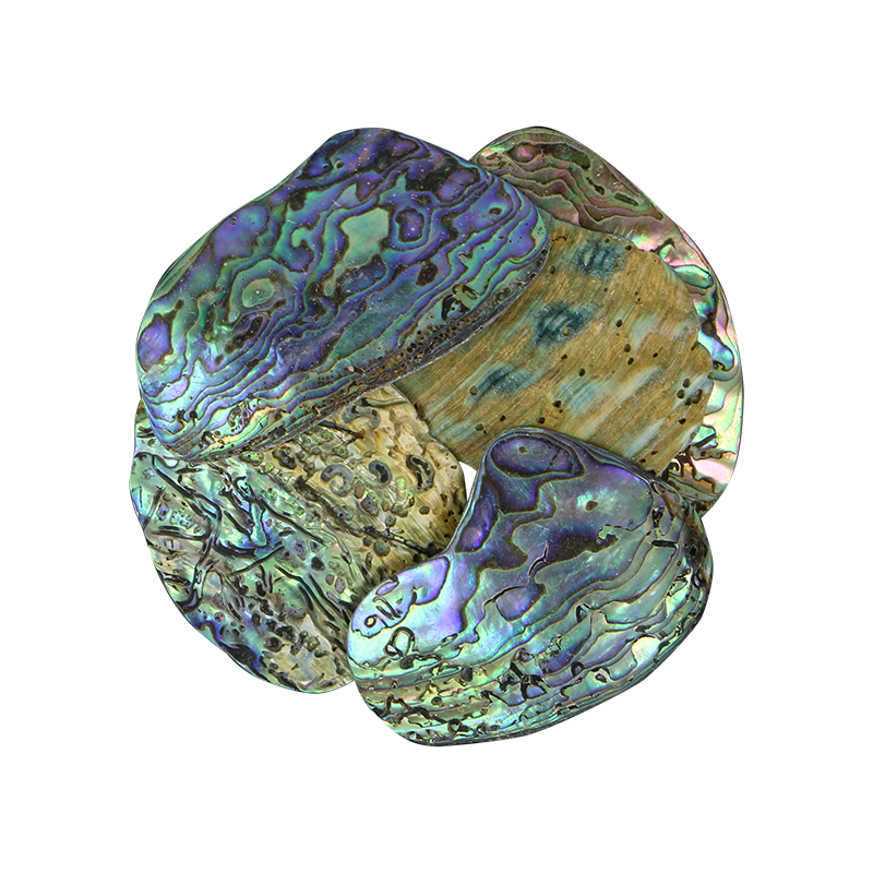 TPSL - PAUA SATIN LARGE - OCEAN SHELL STUDIOS