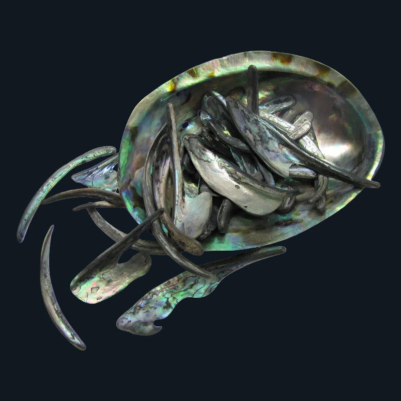 TPSRL - PAUA RIMS LARGE - OCEAN SHELL STUDIOS