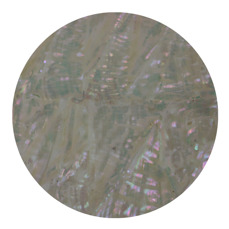 VUKA240 - SHELL VENEER UNCOATED - KOREAN ABALONE NATURAL - OCEAN SHELL STUDIOS