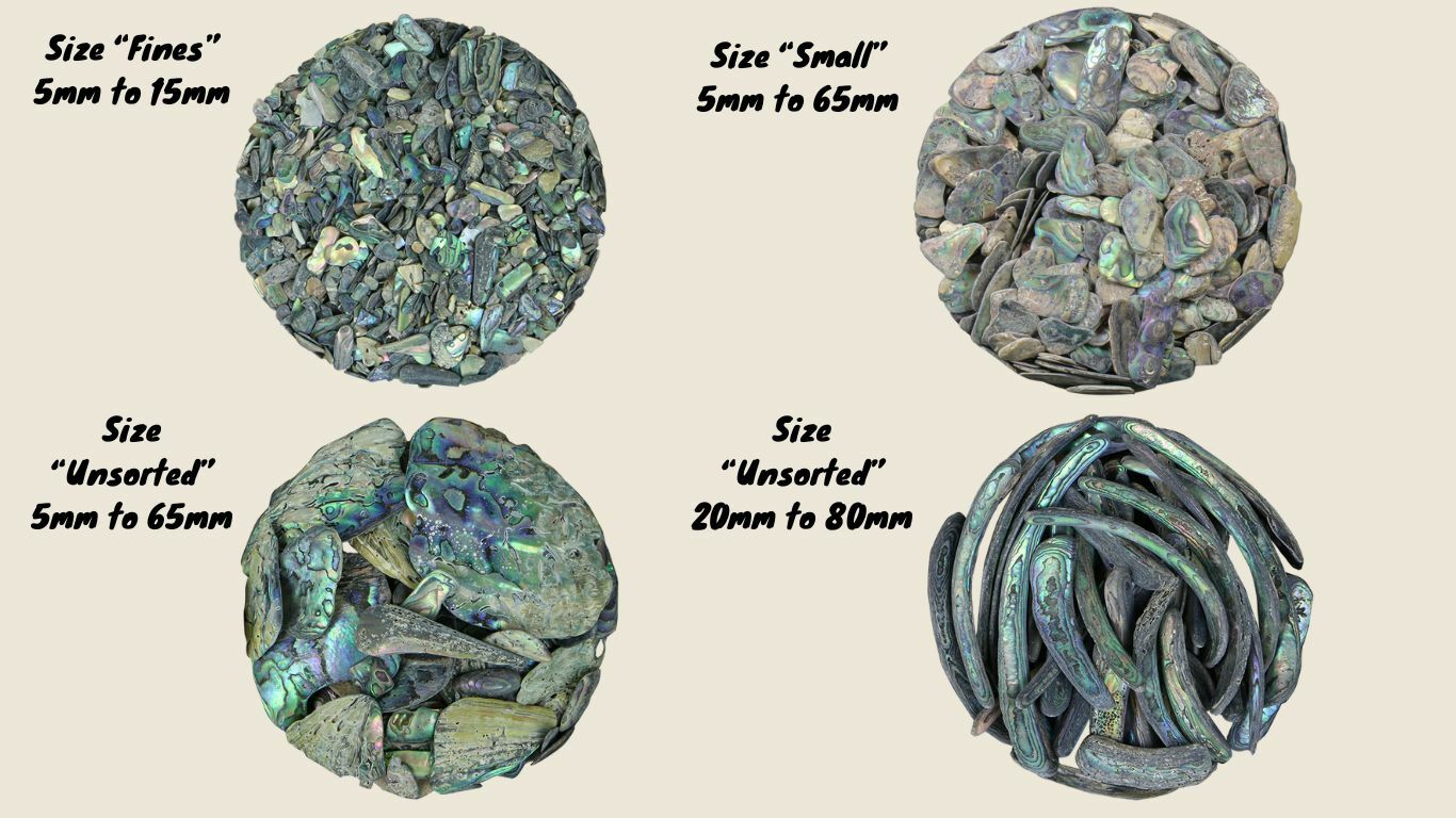 Abalone Tumbled Shell Pieces- Shapes and Sizes