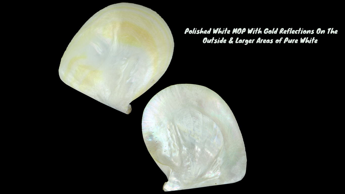 Polished White Mother of Pearl with Gold Reflections