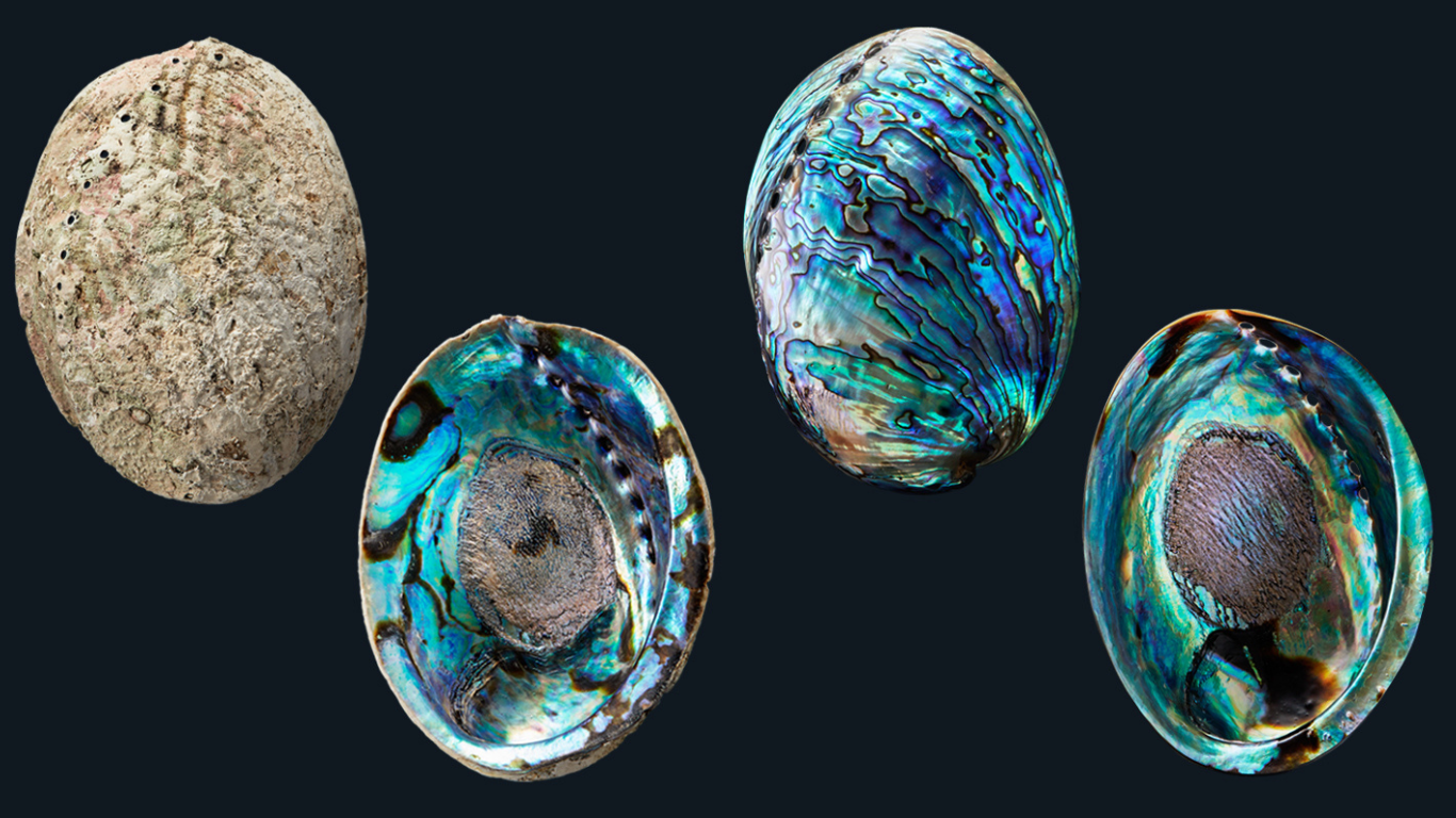 Raw & Polished Paua Shell-The Richest Mother of Pearl Color