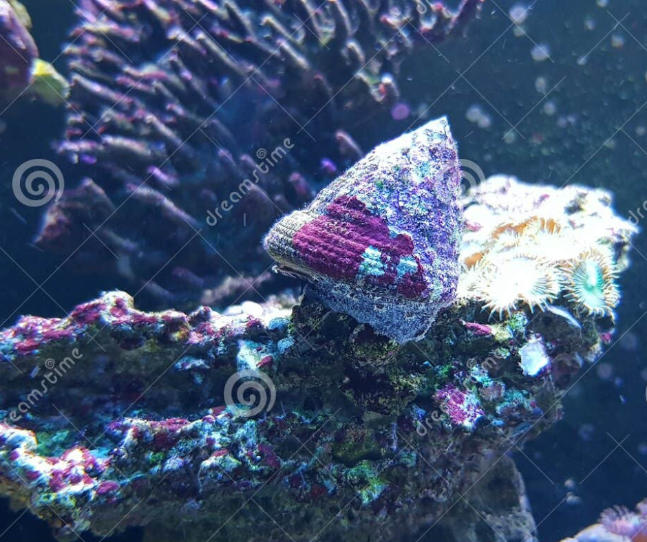 Trochus Shell Living on Coral Reef