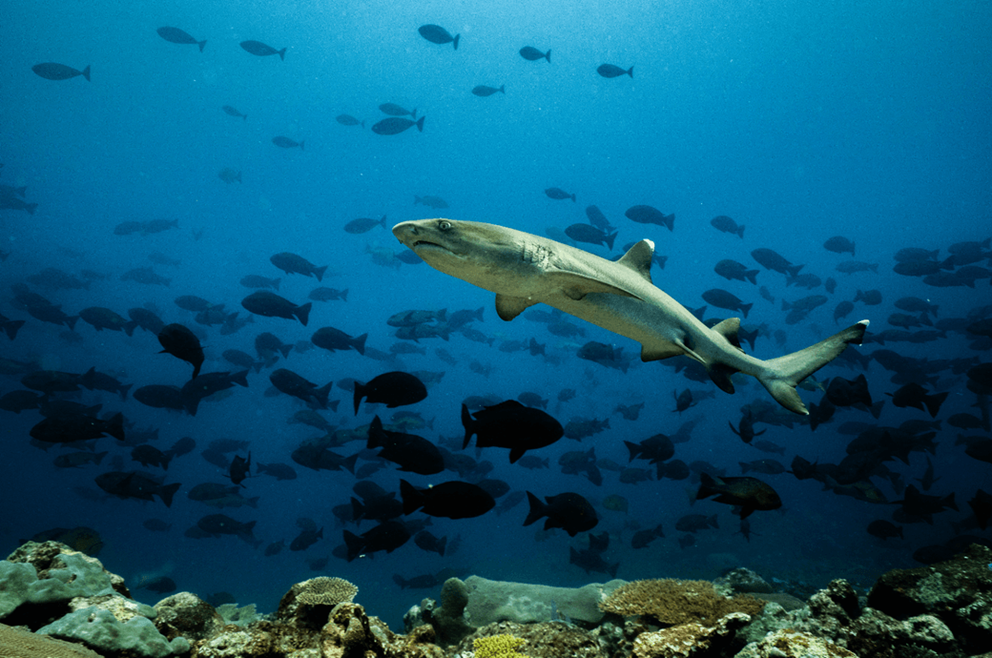Fish Life PNG