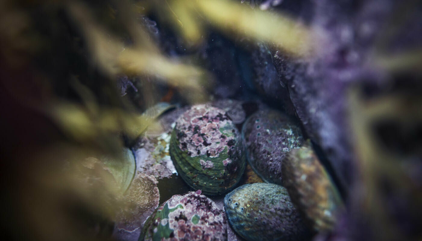 Wild Pāua Shell in their natural habitat