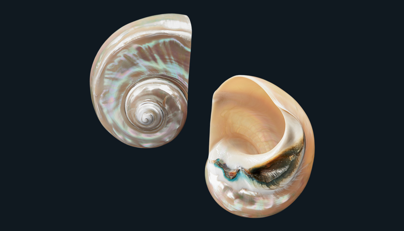 Abalone vs. Mother-of-Pearl: Are they the Same?