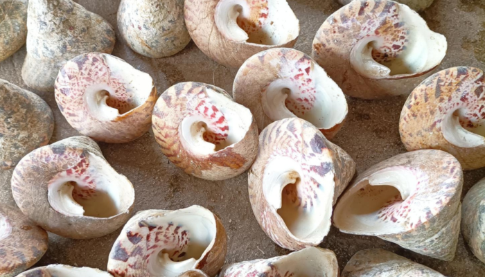 Strawberry Trochus Shells- Papua New Guidea