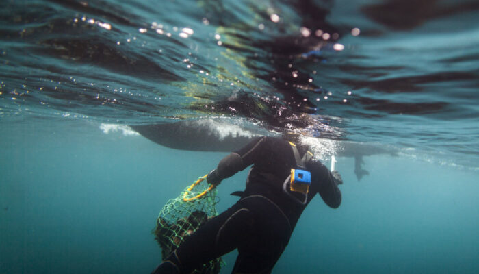 New Zealand Diver