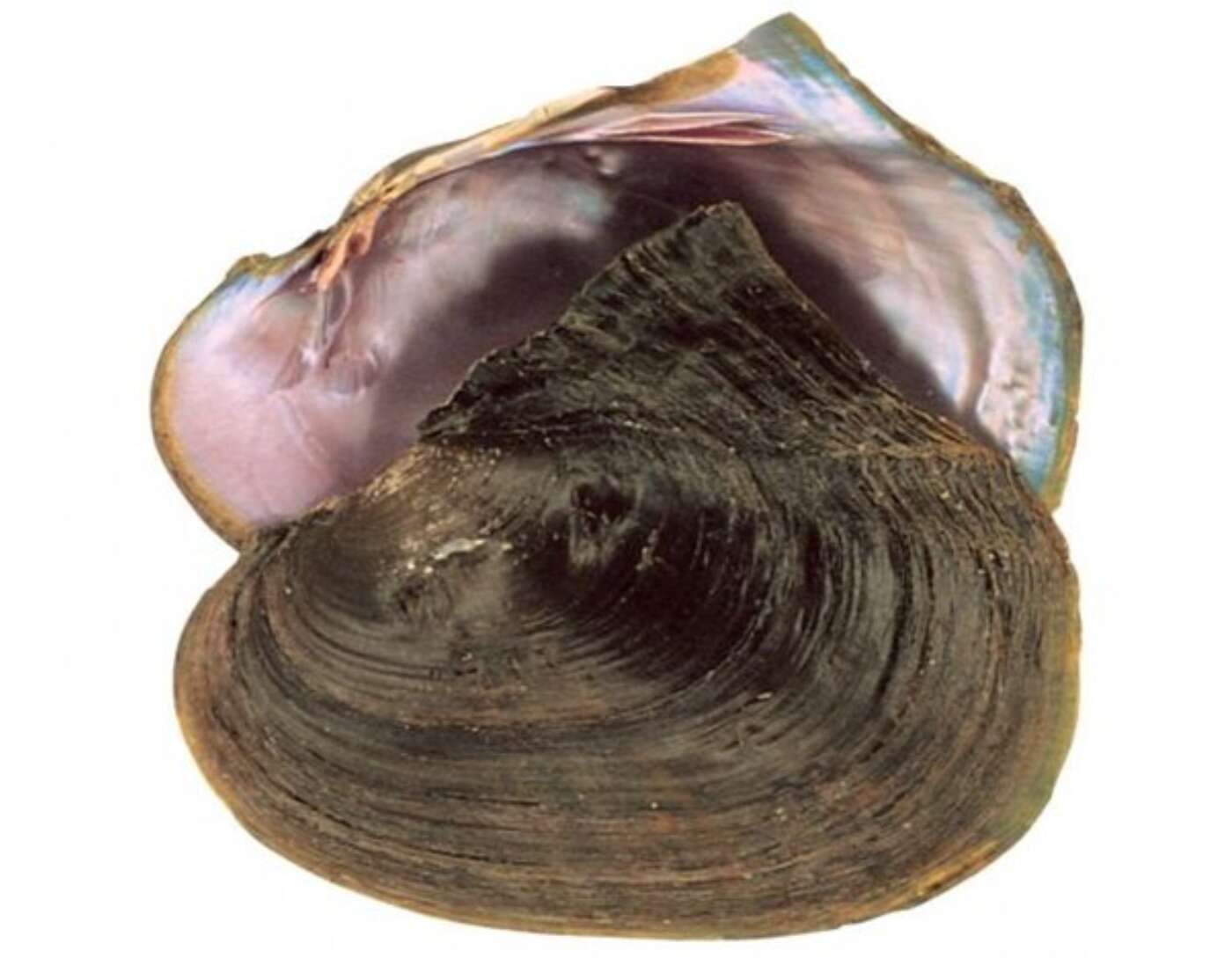 Bleufer or Purpleshell