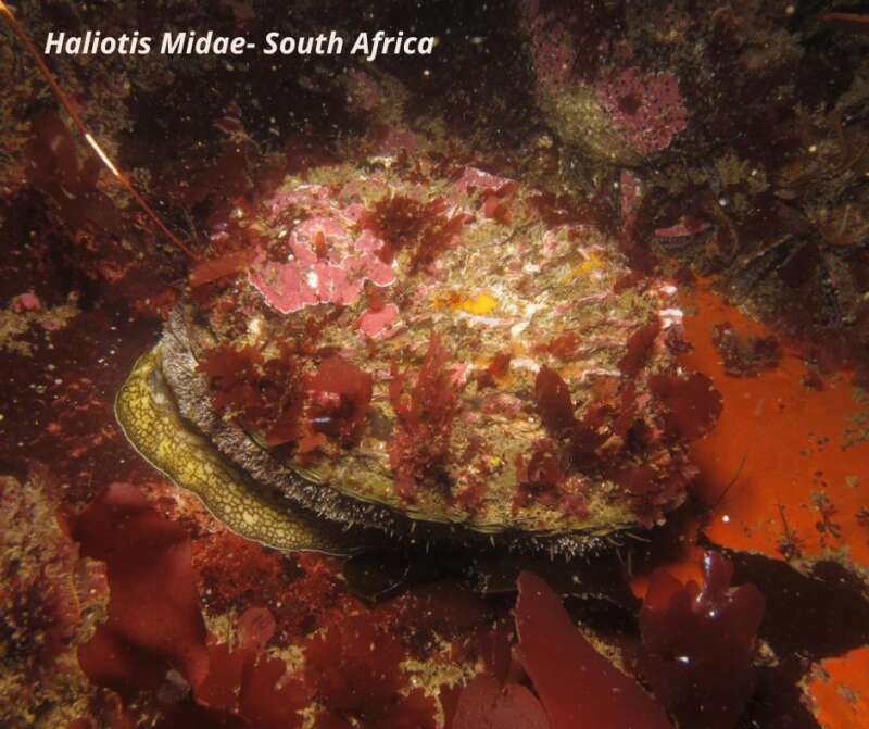 South African Abalone