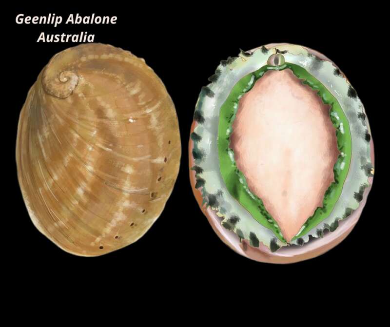 Greenlip Australian Abalone