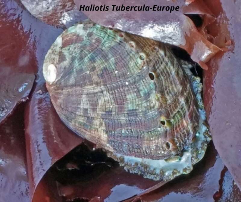 European Abalone- Haliotis Tubercula