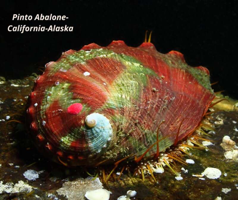 Pinto Abalone - California to British Columbia