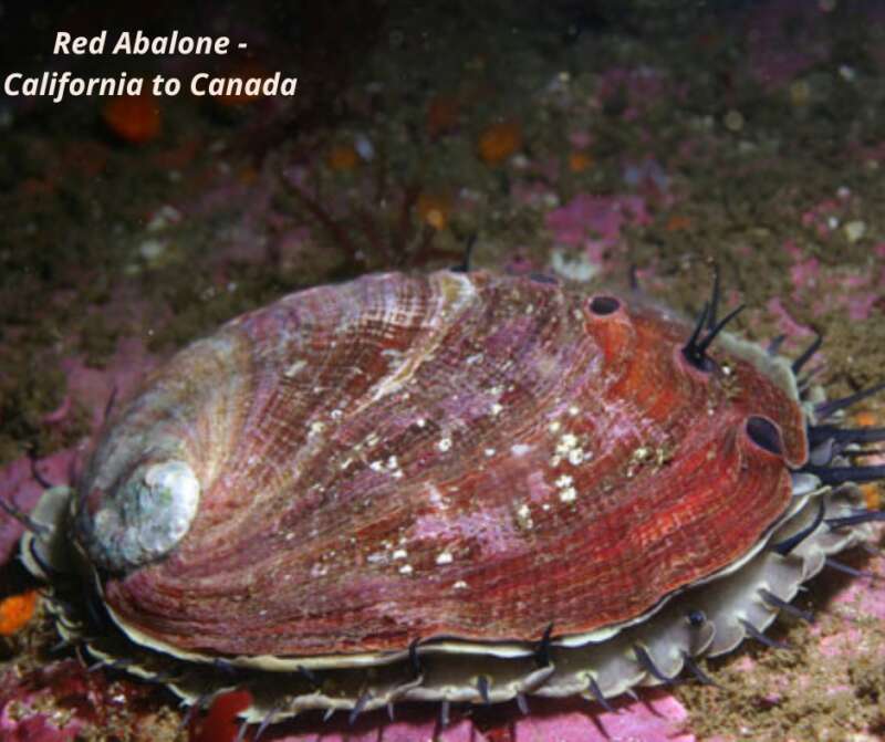 Red Abalone- North West American and British Columbian Coast