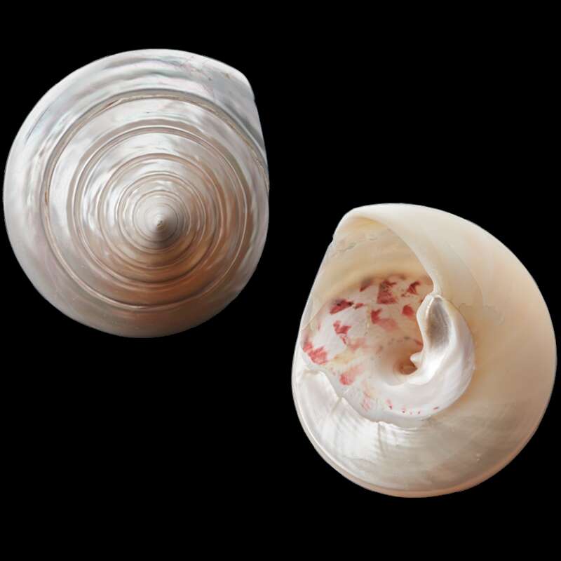 Polished Trochus Shell