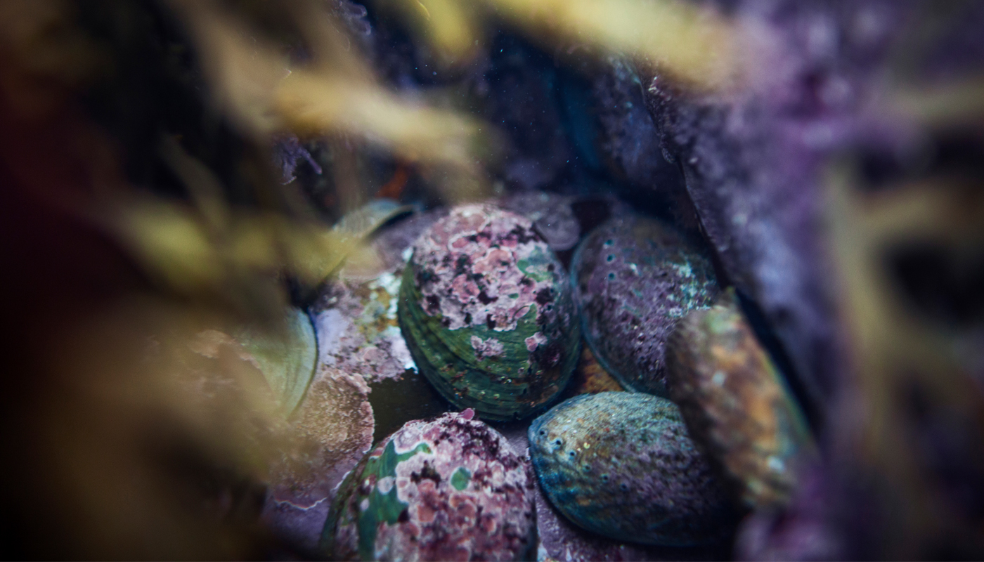 NZ Abalone Pāua in the wild