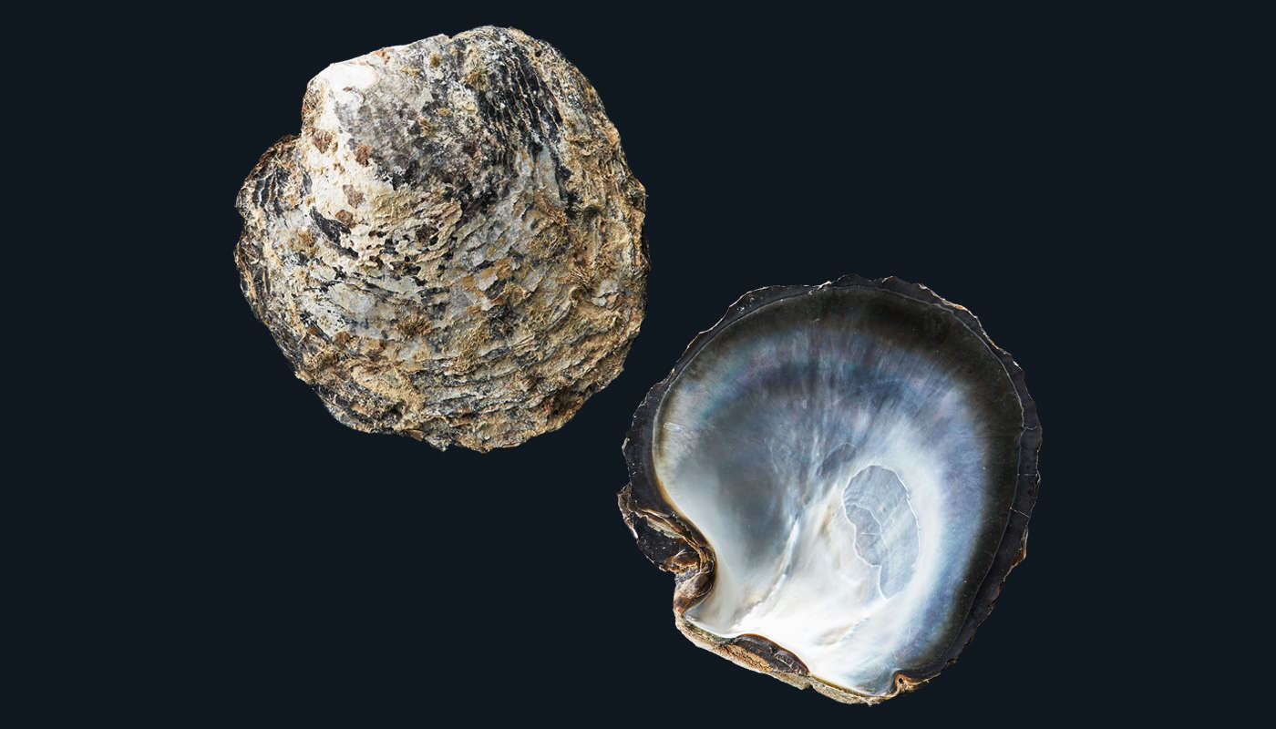 black pearl oyster shell