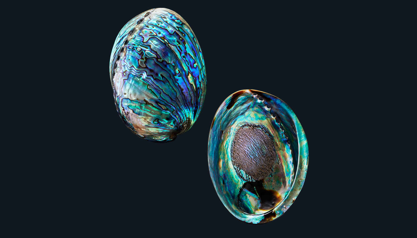 New Zealand Abalone Pāua Shell