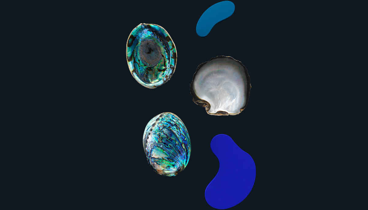 Polished & Decorative Whole Shell