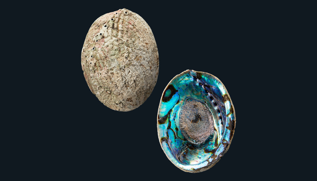 All Whole Paua Shells