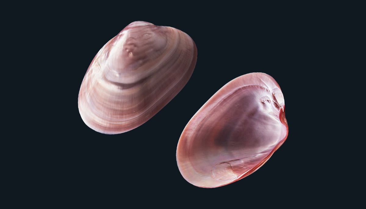 All Whole Shells