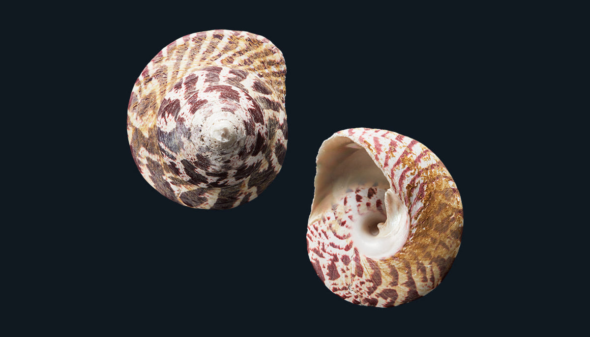 All Other Whole Shells