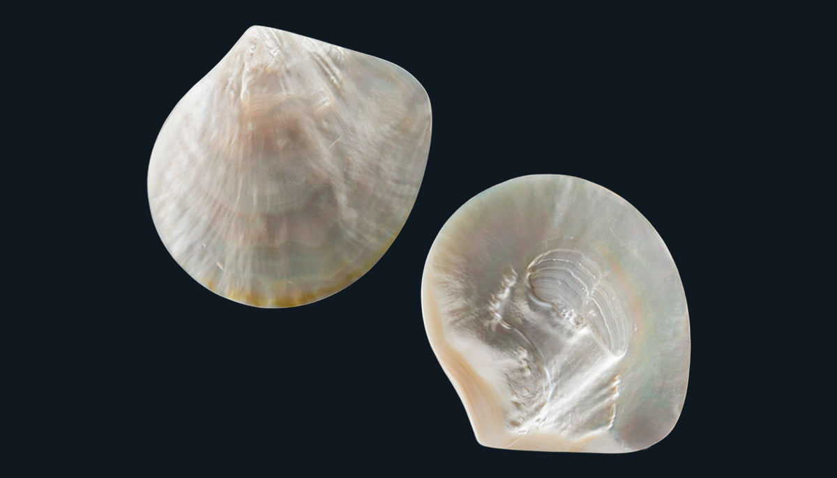 All Whole Mother Of Pearl Shells