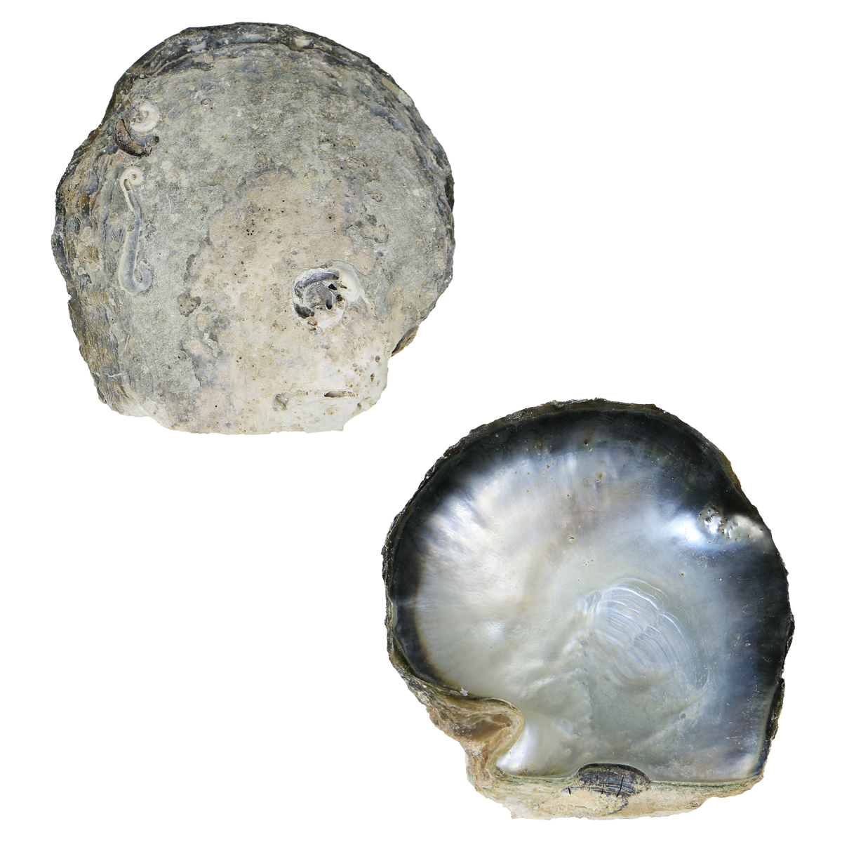 Black_MOP_B_grade - B 150-300g - 1 PIECE BLACK MOTHER OF PEARL - ORGANIC NATURAL - OCEAN SHELL STUDIOS