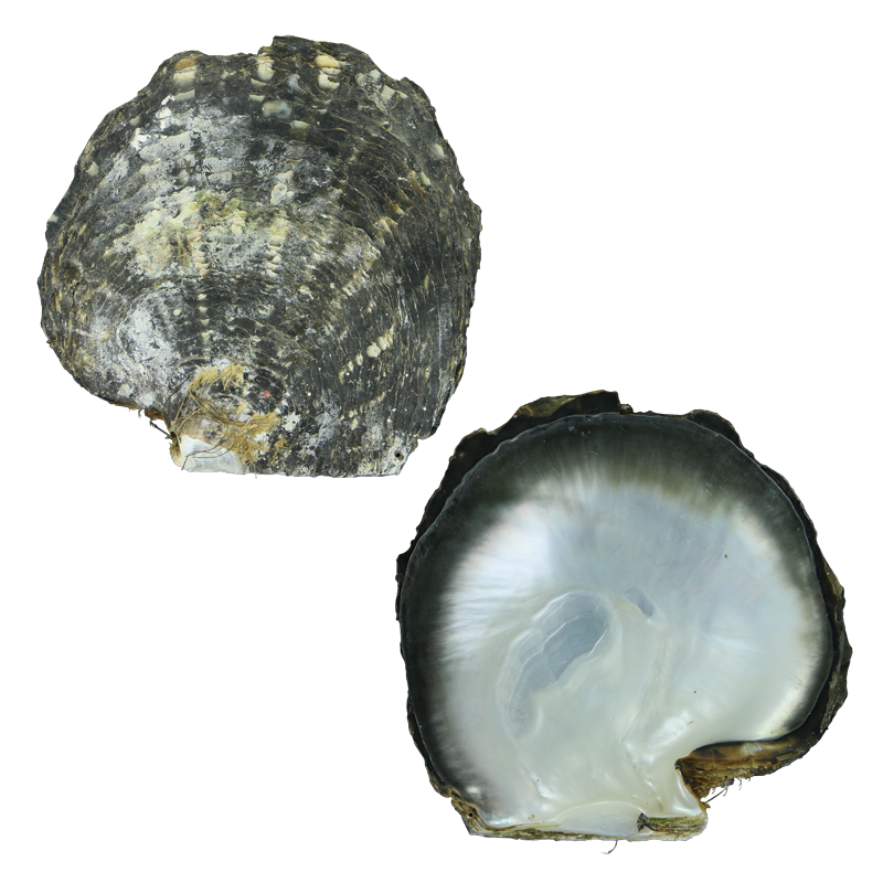 EBSPC200-A - A 150-300g - 1 PIECE BLACK MOTHER OF PEARL - ORGANIC NATURAL - OCEAN SHELL STUDIOS