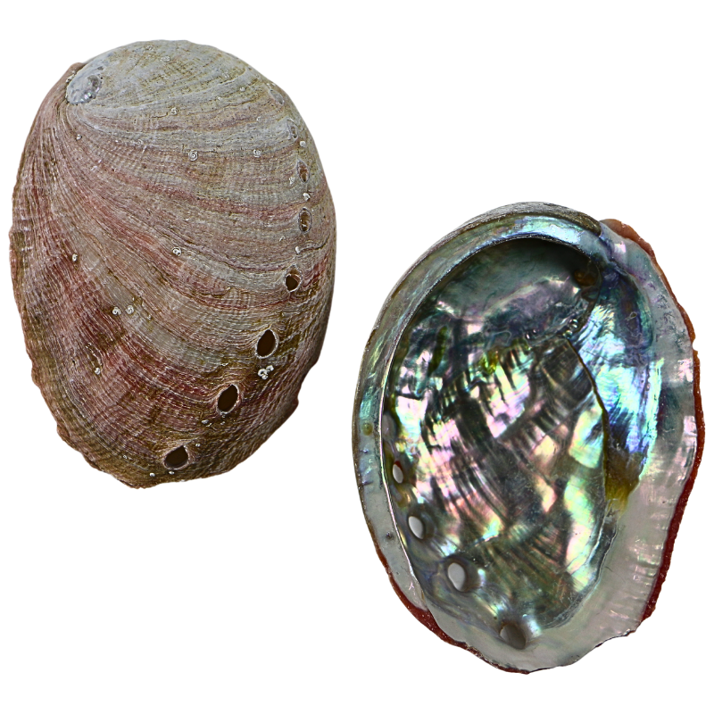 ECC - PINK ABALONE - FARMED - ORGANIC NATURAL - OCEAN SHELL STUDIOS