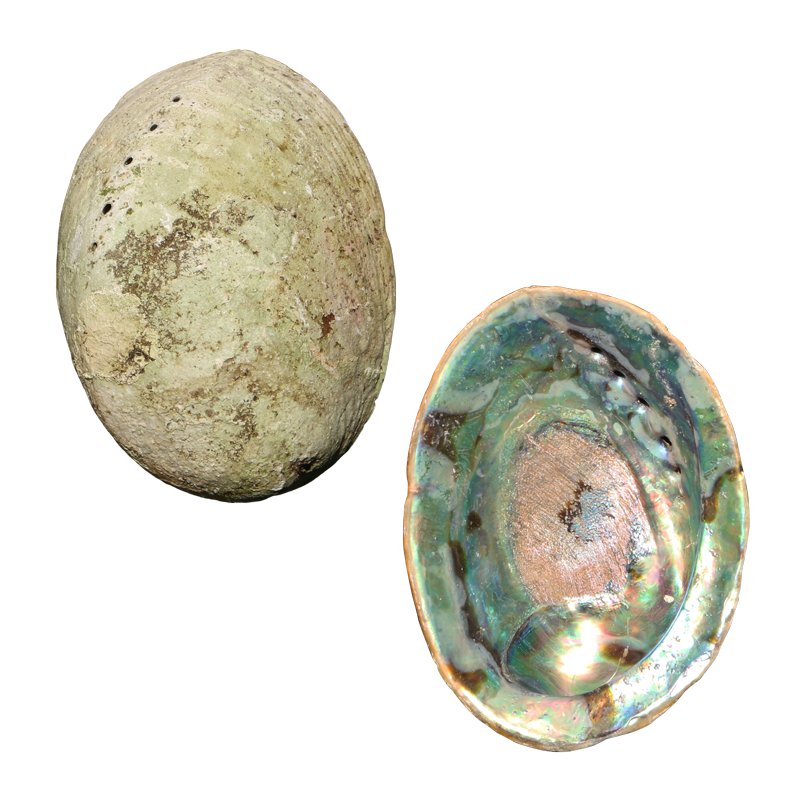 EPJAA250 - Natural Paua PAUA SHELL - JEWELLERY GRADE - ORGANIC NATURAL - OCEAN SHELL STUDIOS