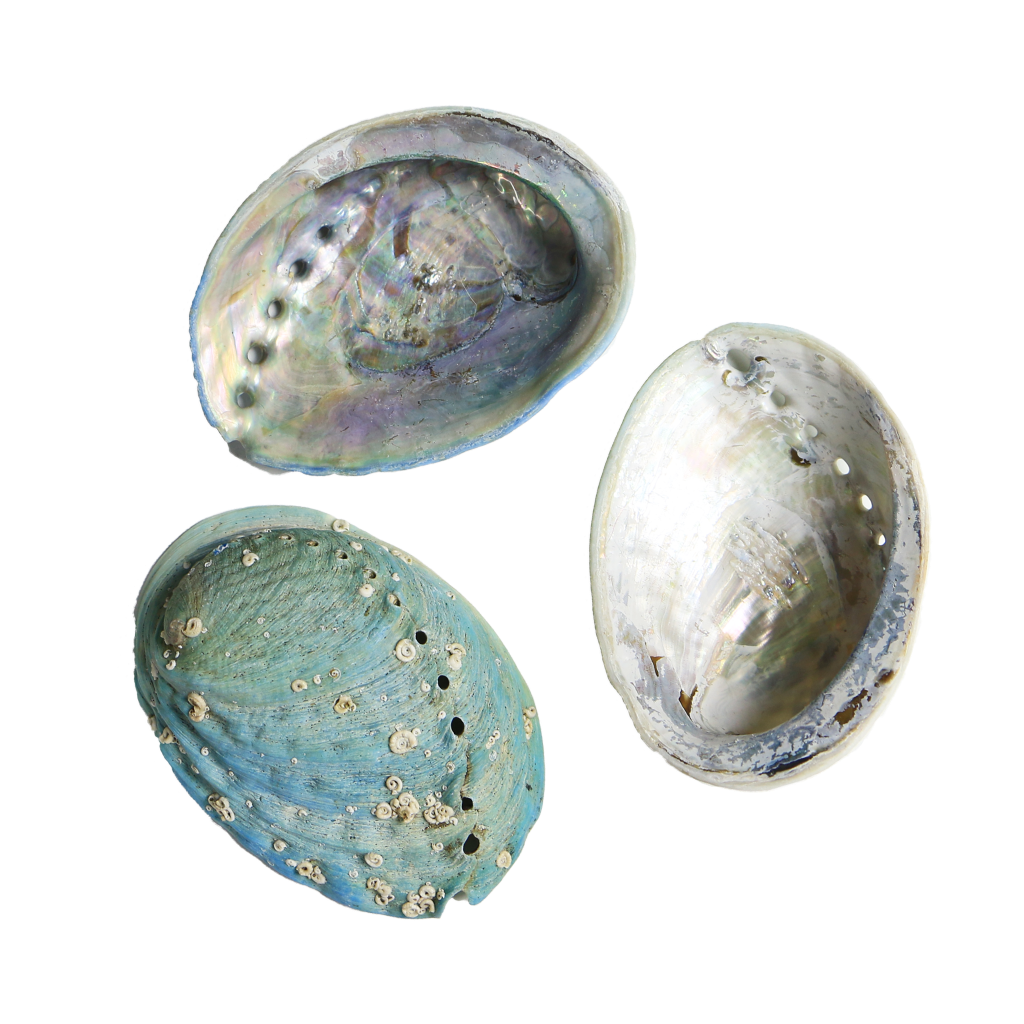 EPJVXL - FARMED MINI PAUA - ORGANIC NATURAL - OCEAN SHELL STUDIOS