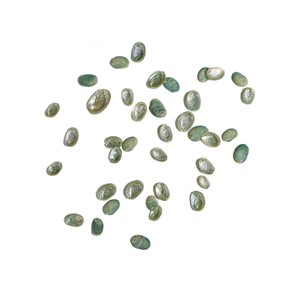 EPJVXS - Extra Small 8-15mm 20 PIECES FARMED MINI PAUA - ORGANIC NATURAL - OCEAN SHELL STUDIOS