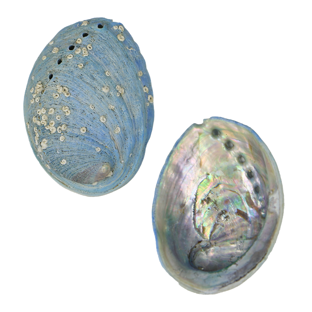 EPJV_1 - FARMED MINI PAUA - ORGANIC NATURAL - OCEAN SHELL STUDIOS