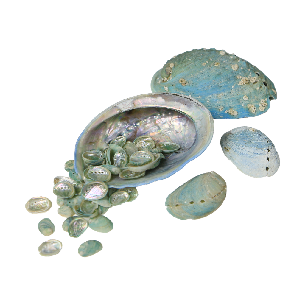 EPJV_3 - FARMED MINI PAUA - ORGANIC NATURAL - OCEAN SHELL STUDIOS