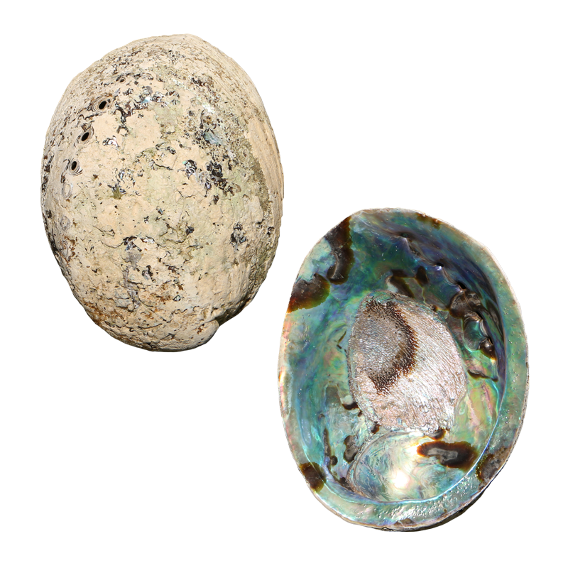 EPPCS - PAUA SHELL - ORGANIC NATURAL - OCEAN SHELL STUDIOS