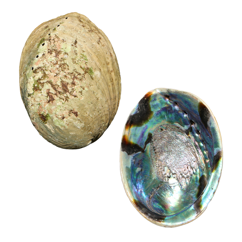 EPSCS - PAUA SHELL - ORGANIC NATURAL - OCEAN SHELL STUDIOS