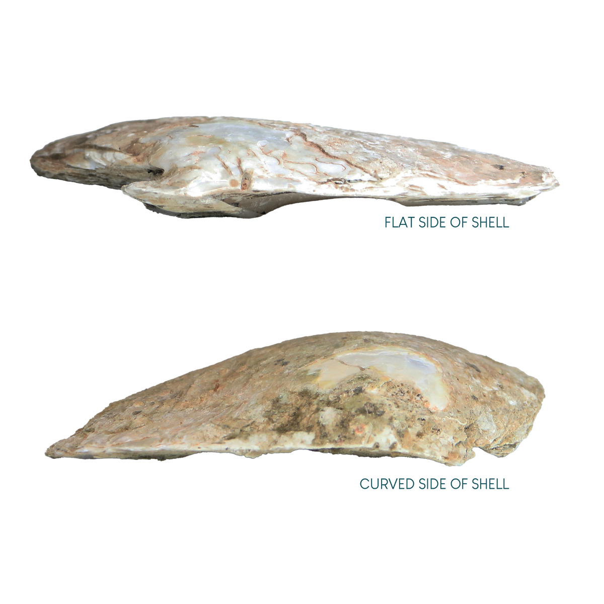 Flat_and_Curved_Side_3621f240-cb10-4da1-8e6a-3b0588748d09 - GOLD MOTHER OF PEARL - ORGANIC NATURAL - OCEAN SHELL STUDIOS