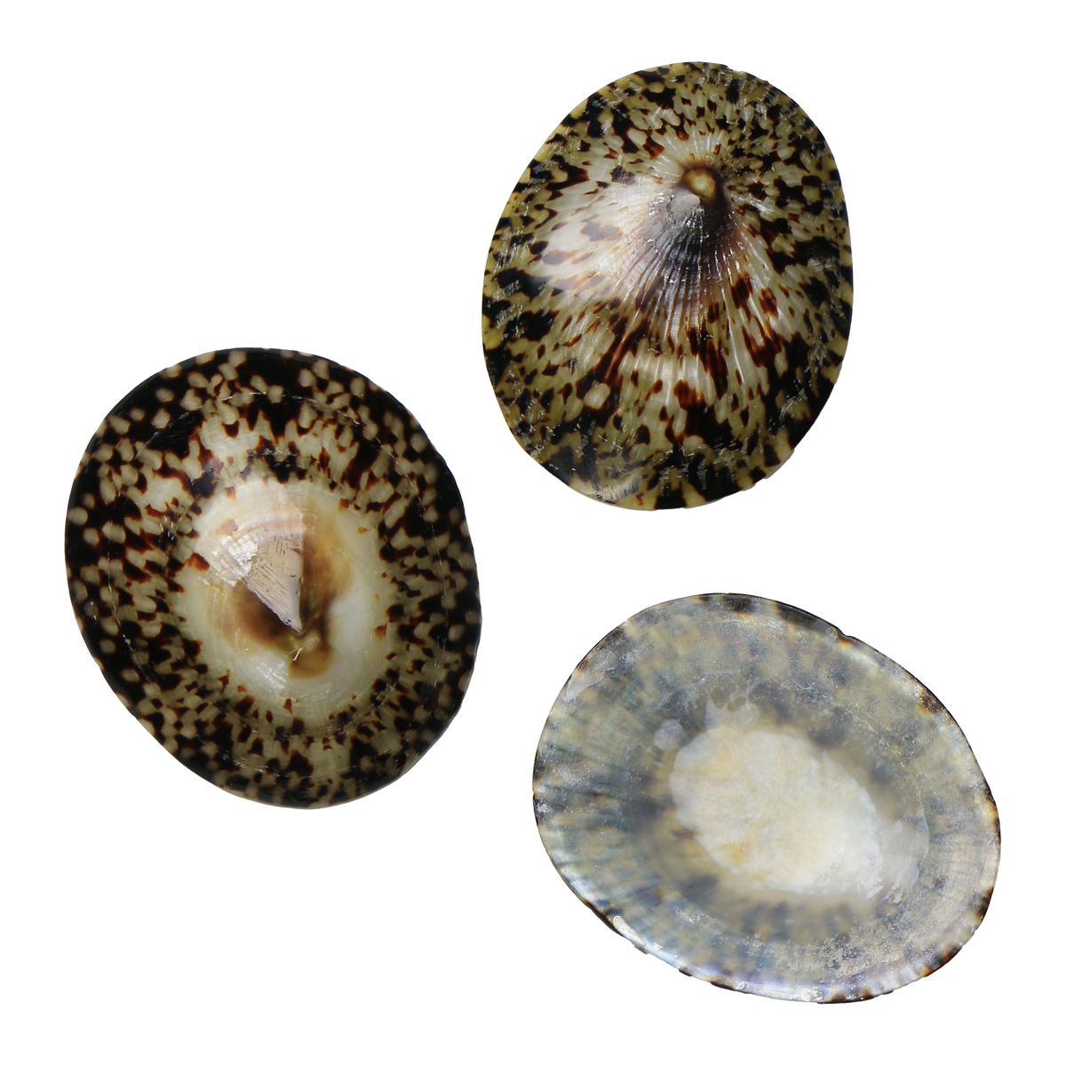 PLLM - Limpet Full Polished Medium 50-55mm (2.0-2.2") LIMPET SHELL - POLISHED - OCEAN SHELL STUDIOS