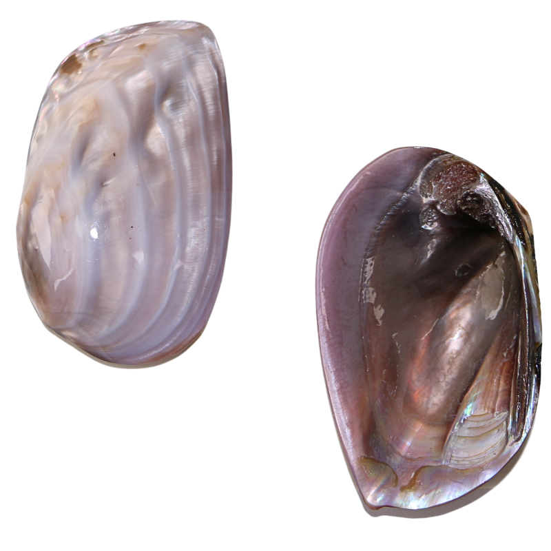 PLPBC - Pink Bank Climber Full Polished 100-140mm (4-5.5") PINK BANK CLIMBER - POLISHED - OCEAN SHELL STUDIOS