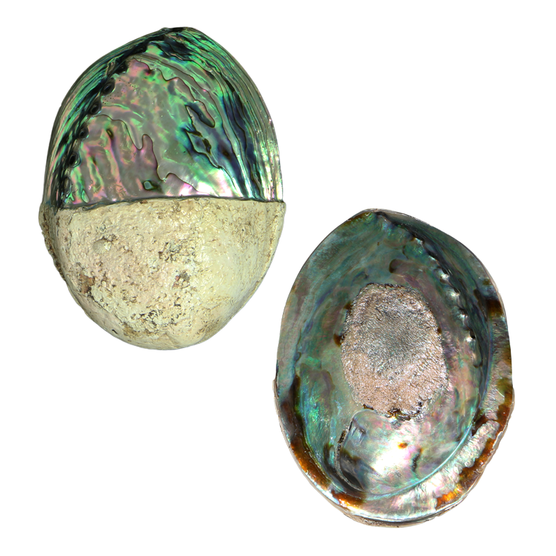 PLPPH - Half Polished PAUA SHELL - NZ ABALONE - MIXED STYLES POLISHED - OCEAN SHELL STUDIOS