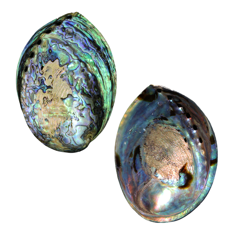 PLPS - POLISHED SHELL - PAUA - PREMIUM - LACQUER COATED - OCEAN SHELL STUDIOS