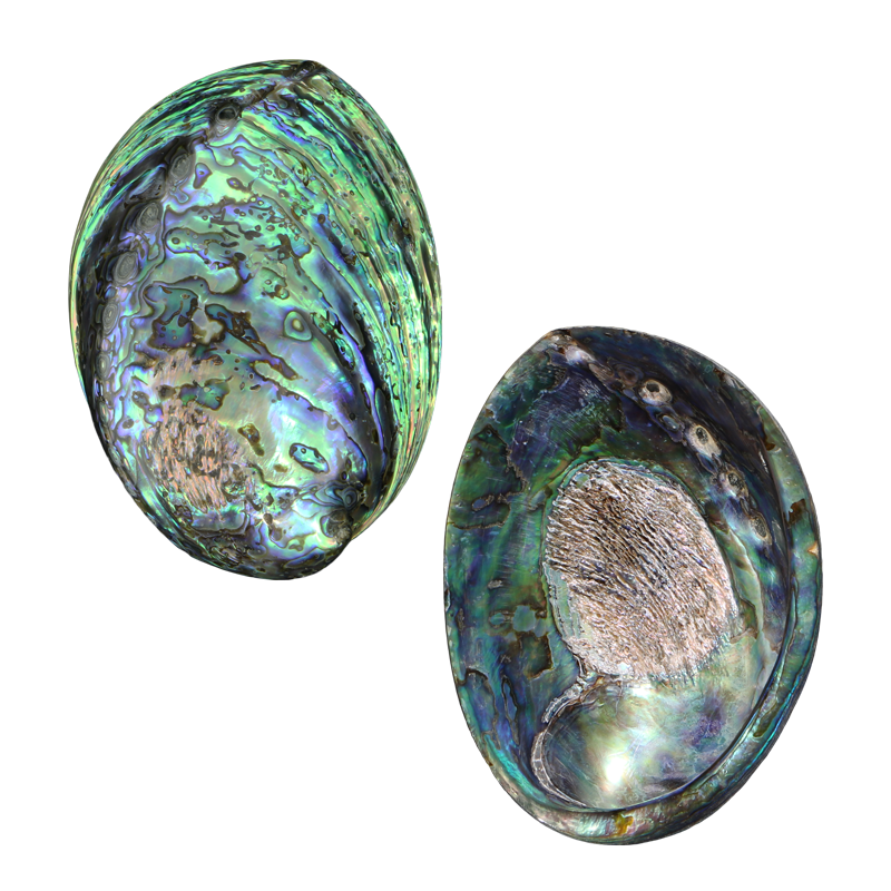 PLPSF_7b835e33-dcc5-43a8-8d04-5c744eb81ca7 - POLISHED SHELL - PAUA - HOLES FILLED - OCEAN SHELL STUDIOS
